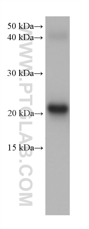 WB analysis of rat eye using 68354-1-Ig (same clone as 68354-1-PBS)