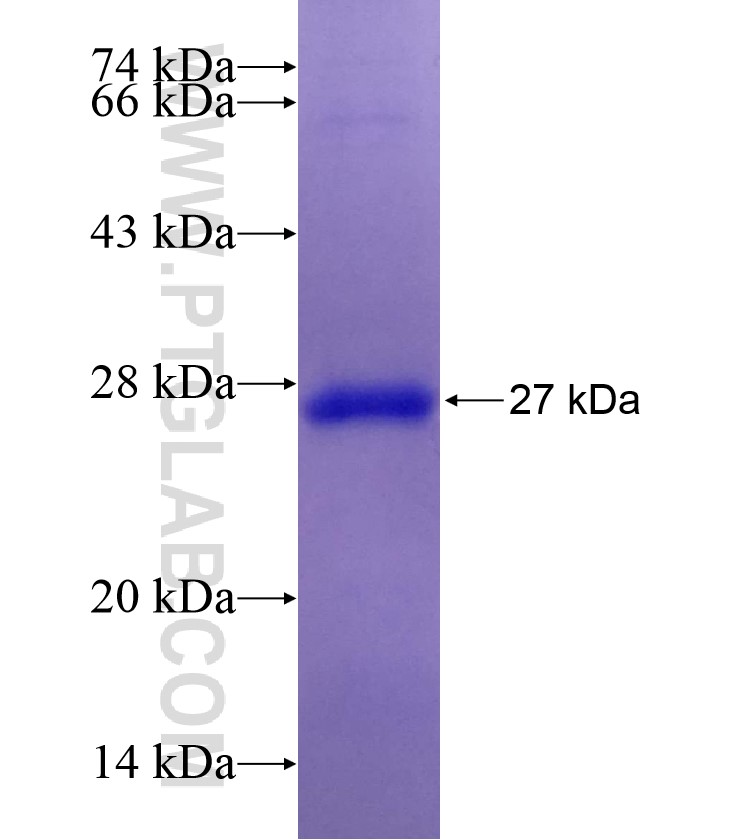 CRYBA2 fusion protein Ag8244 SDS-PAGE