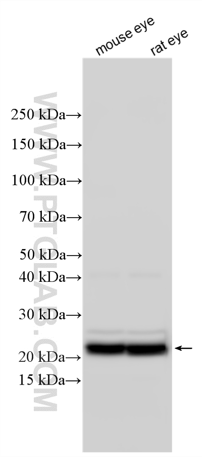 WB analysis using 33621-1-AP (same clone as 33621-1-PBS)
