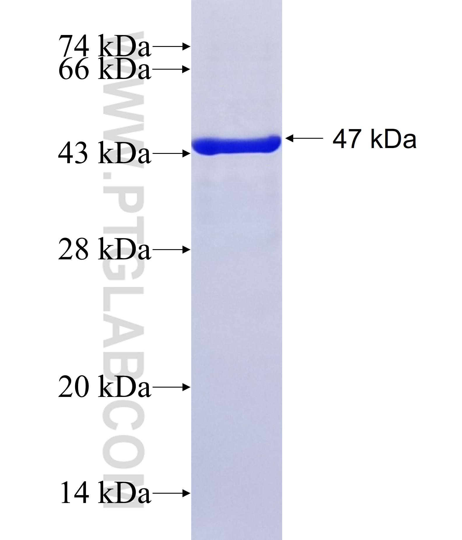 CRYGB fusion protein Ag12271 SDS-PAGE