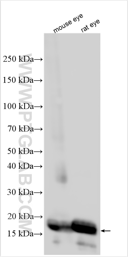 WB analysis using 32233-1-AP (same clone as 32233-1-PBS) WB analysis using 32233-1-AP (same clone as 32233-1-PBS)