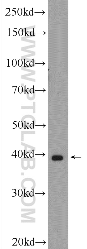 WB analysis of COS-7 using 16894-1-AP