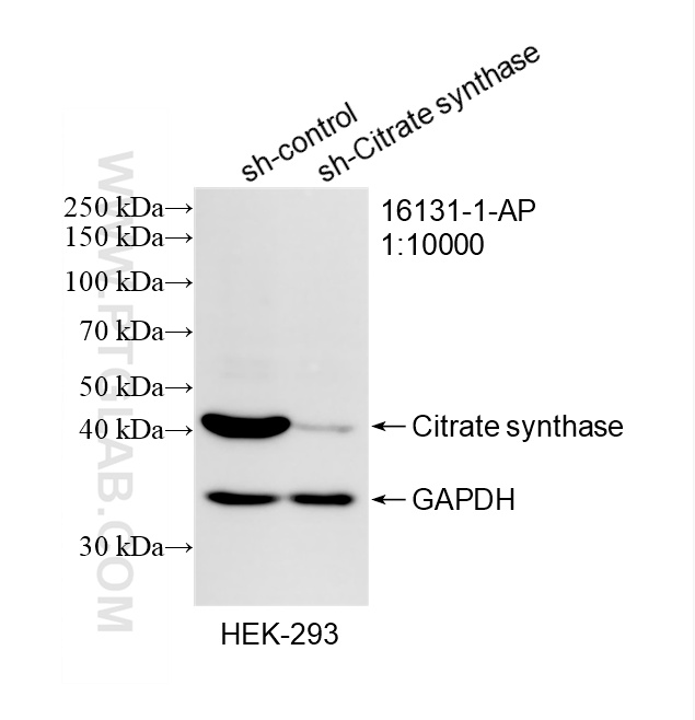 WB analysis of HEK-293 using 16131-1-AP
