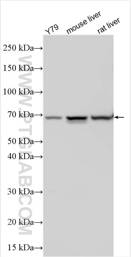 WB analysis using 27785-1-AP