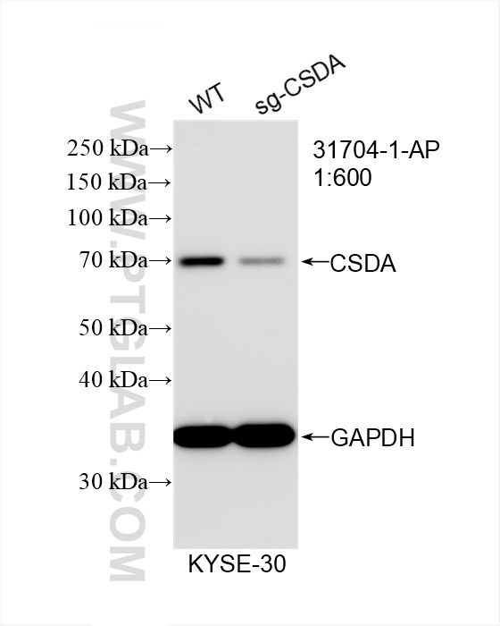 WB analysis of KYSE-30 using 31704-1-AP