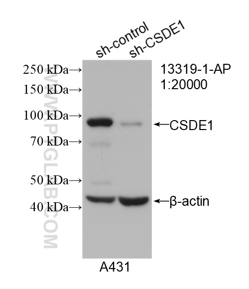 WB analysis of A431 using 13319-1-AP