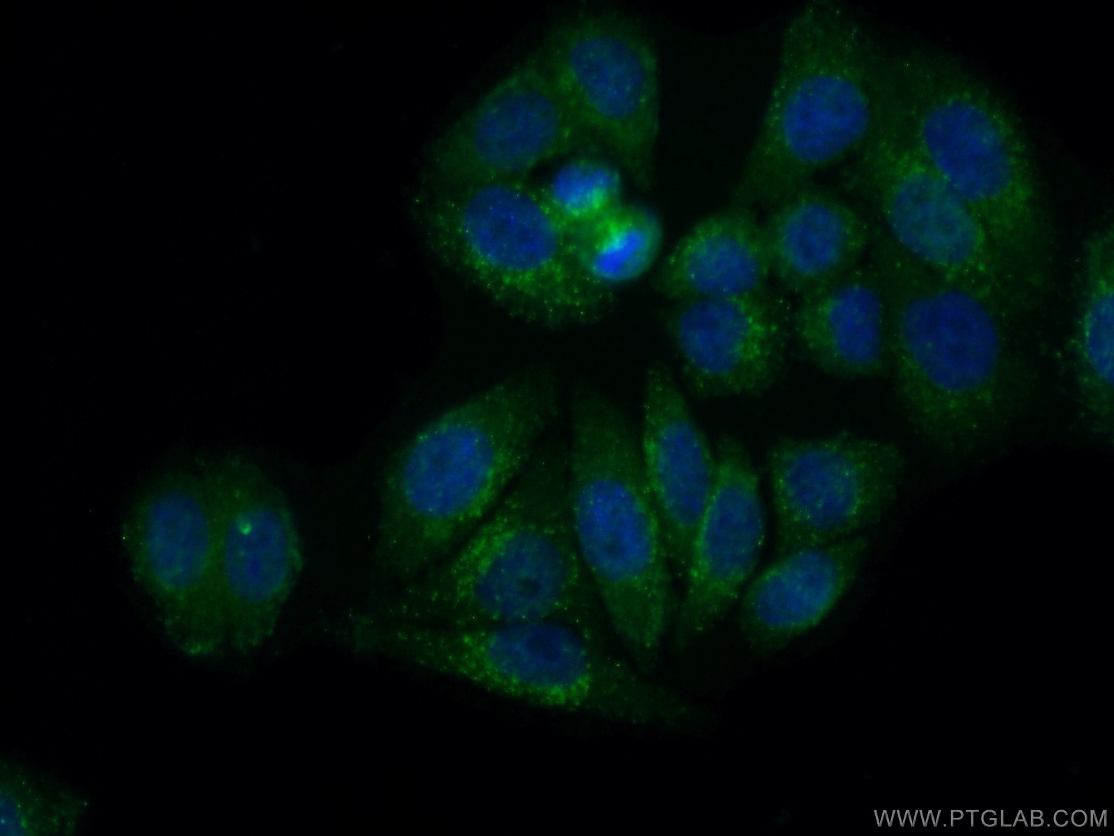 IF Staining of HepG2 using 60234-1-Ig