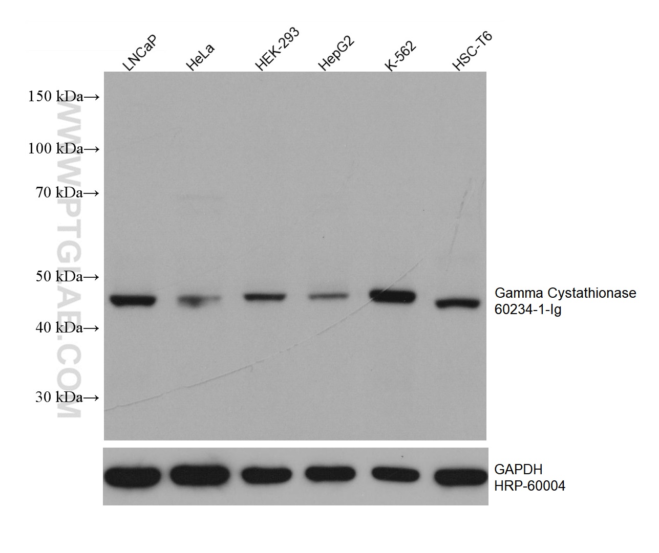 WB analysis using 60234-1-Ig