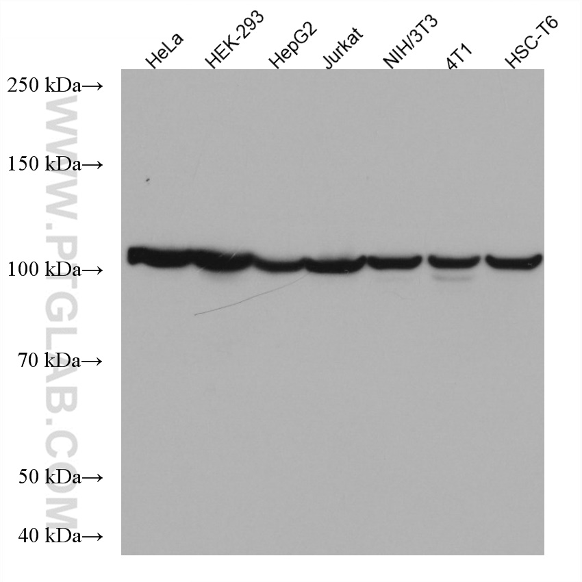 WB analysis using 67306-1-Ig