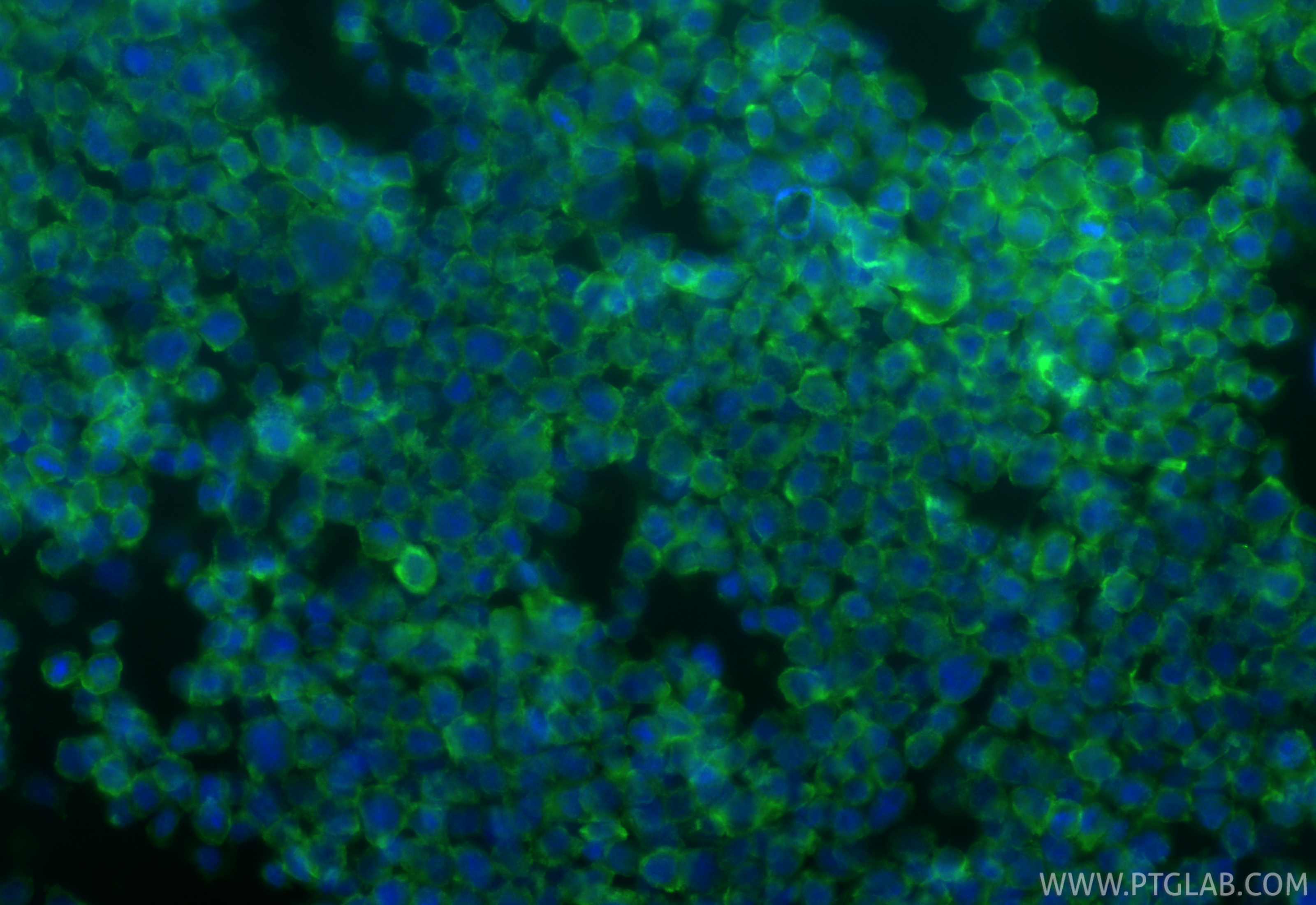 IF Staining of THP-1 using 25949-1-AP