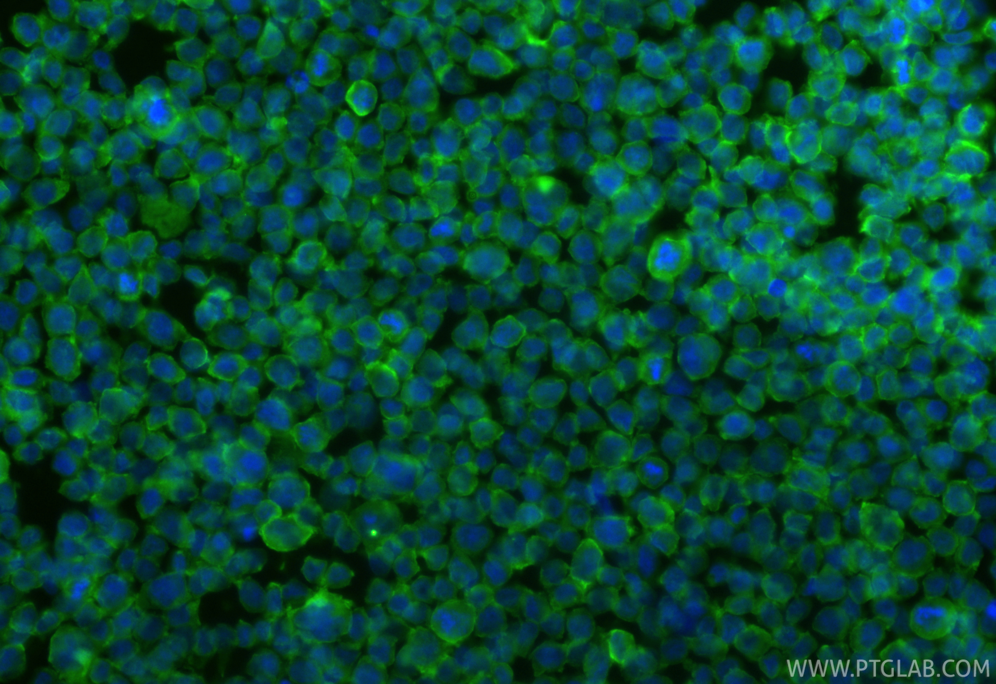 IF Staining of THP-1 using CL488-25949