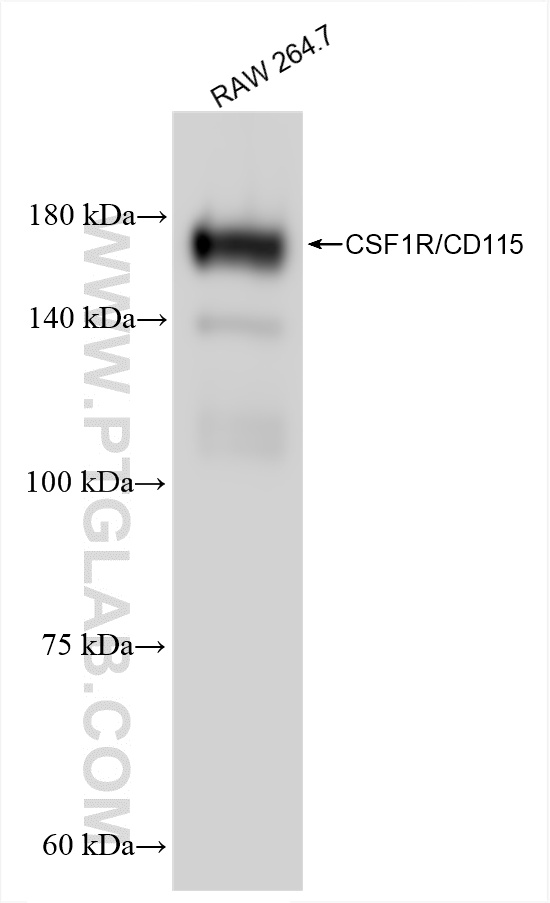 WB analysis using 84919-1-RR (same clone as 84919-1-PBS)