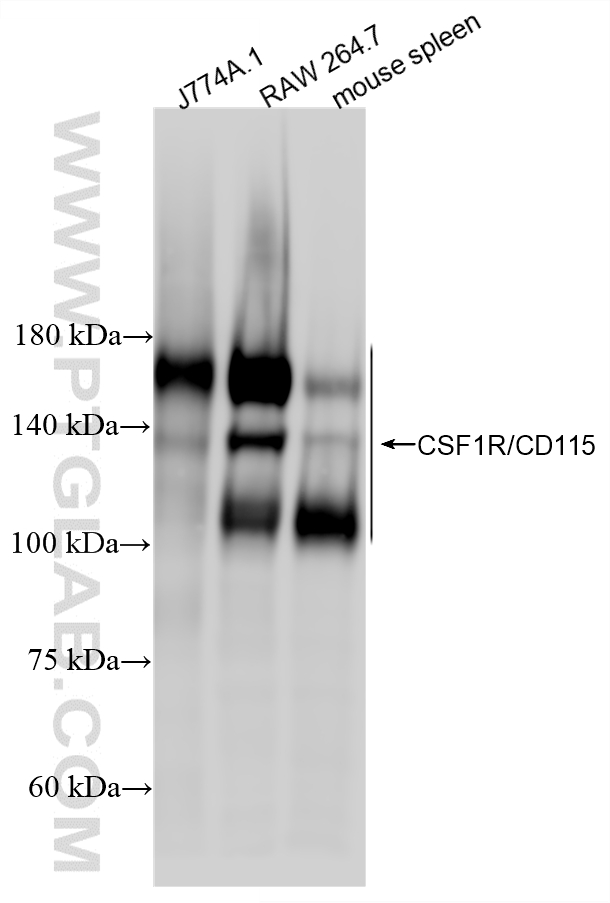 WB analysis using 84919-6-RR