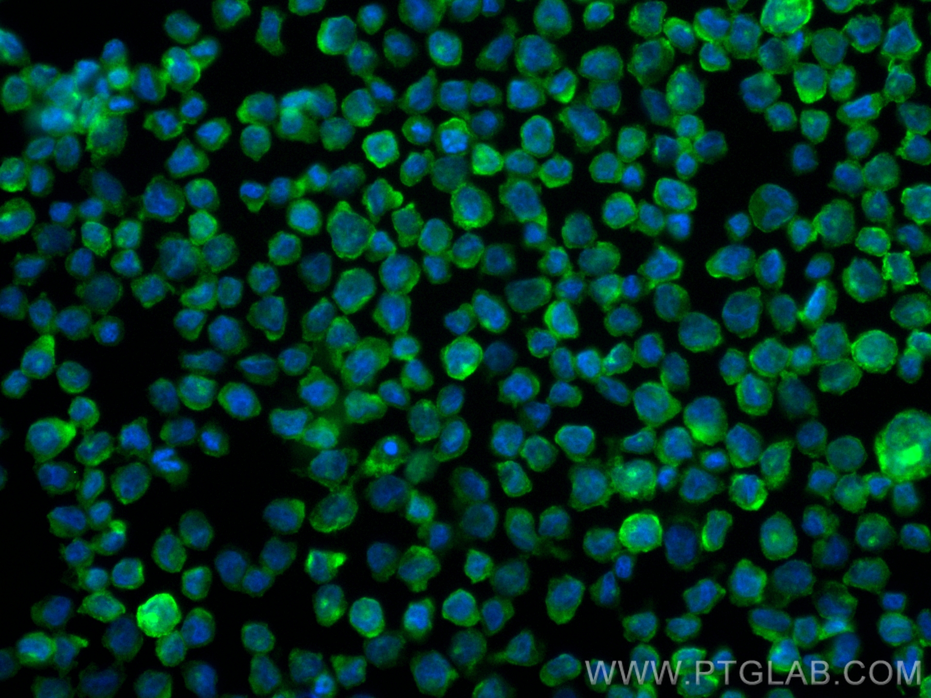 IF Staining of THP-1 using CL488-84477-6