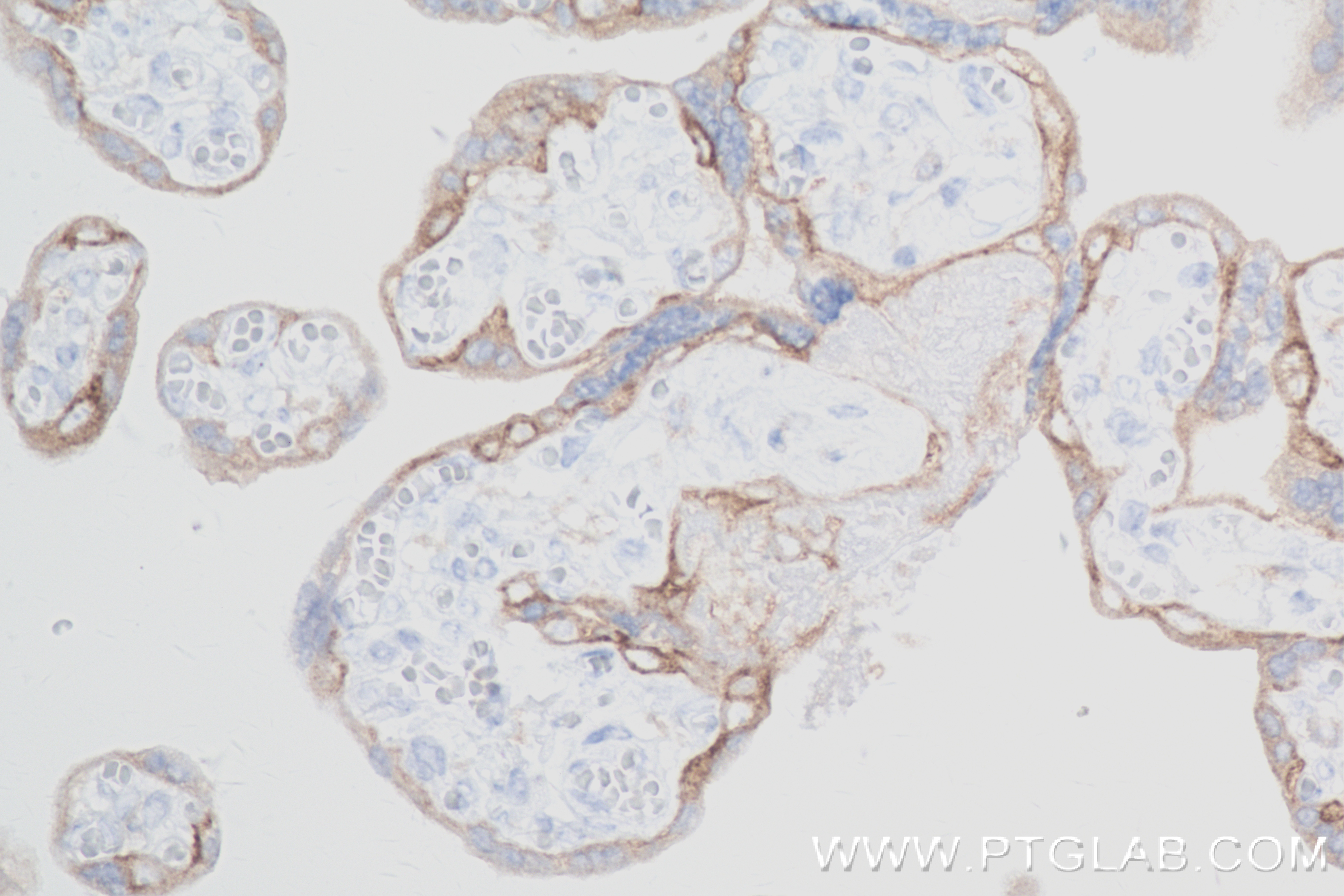 IHC staining of human placenta using 84023-1-RR (same clone as 84023-1-PBS)