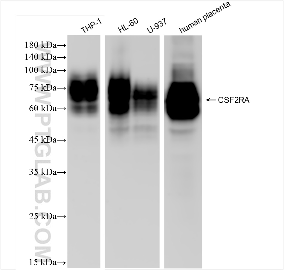 WB analysis using 84023-1-RR (same clone as 84023-1-PBS)