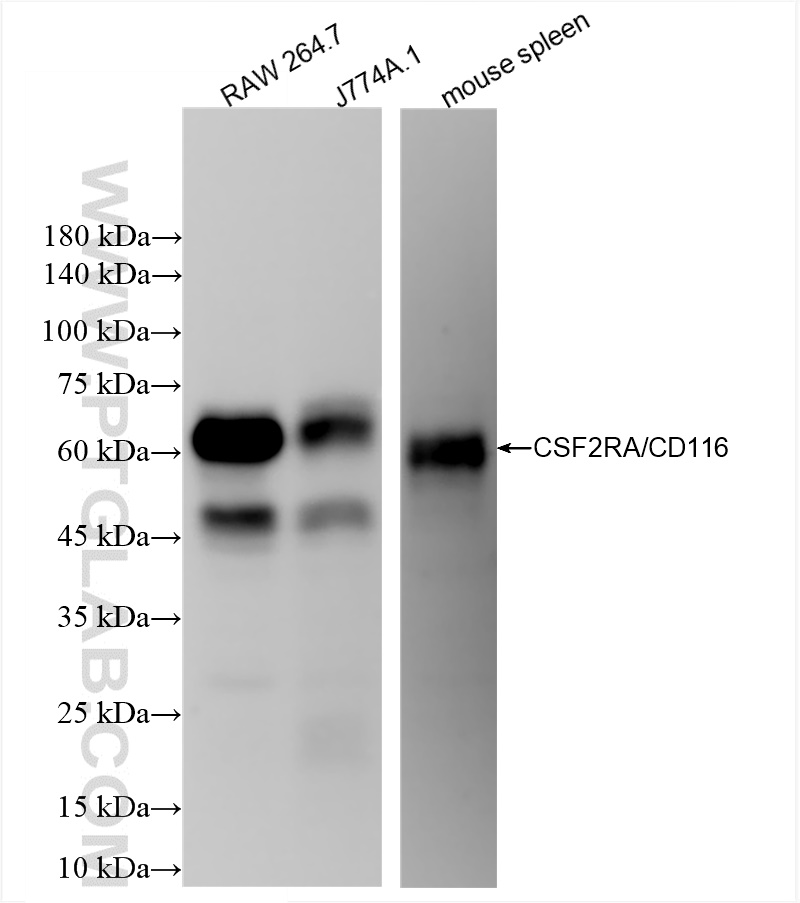 WB analysis using 84483-6-RR