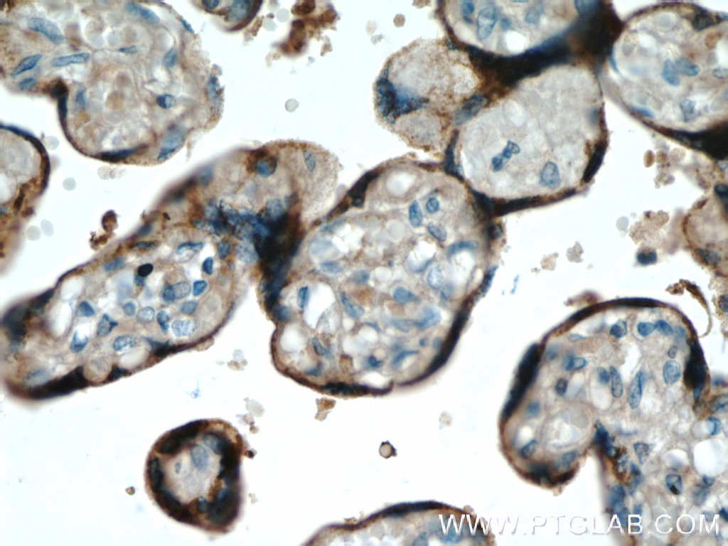 IHC staining of human placenta using 55236-1-AP