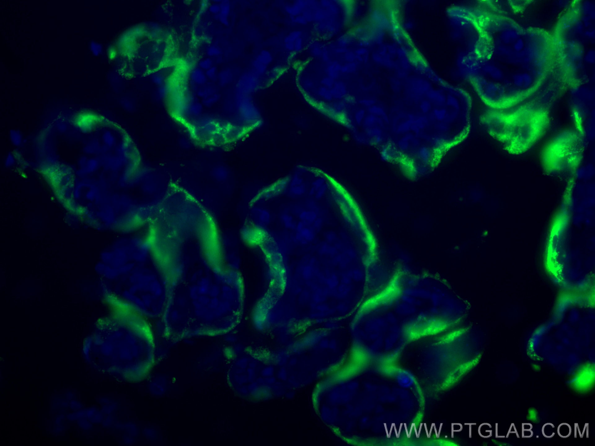 IF Staining of human placenta using 16326-1-AP