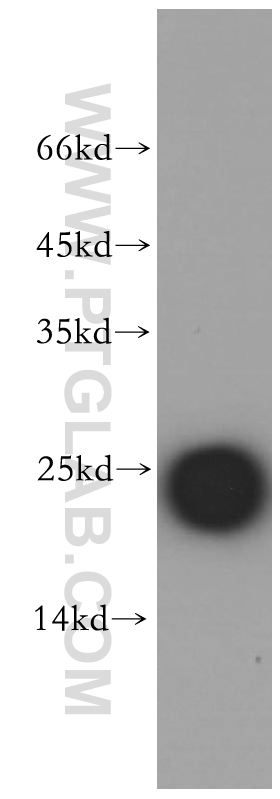 WB analysis of human placenta using 11883-1-AP