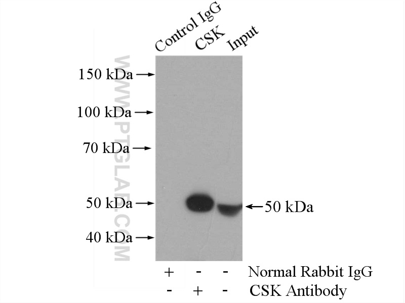 IP experiment of HL-60 using 17720-1-AP