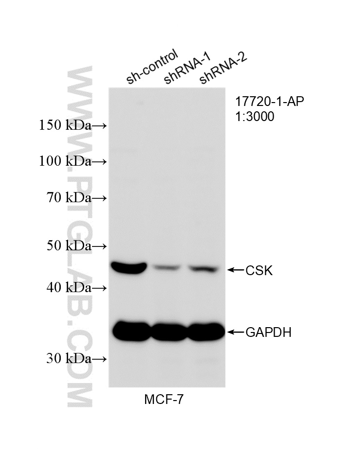 WB analysis of MCF-7 using 17720-1-AP WB analysis of MCF-7 using 17720-1-AP