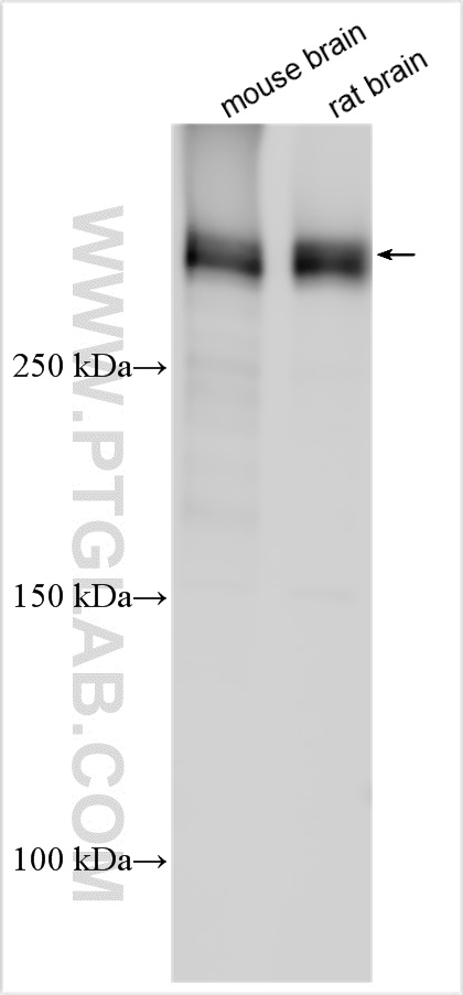 WB analysis using 31573-1-AP
