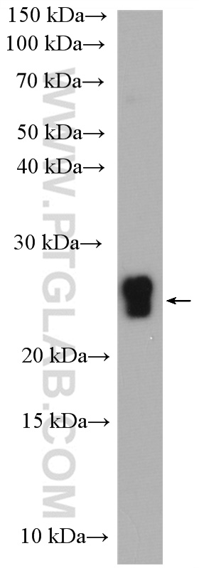 WB analysis of human milk using 22648-1-AP