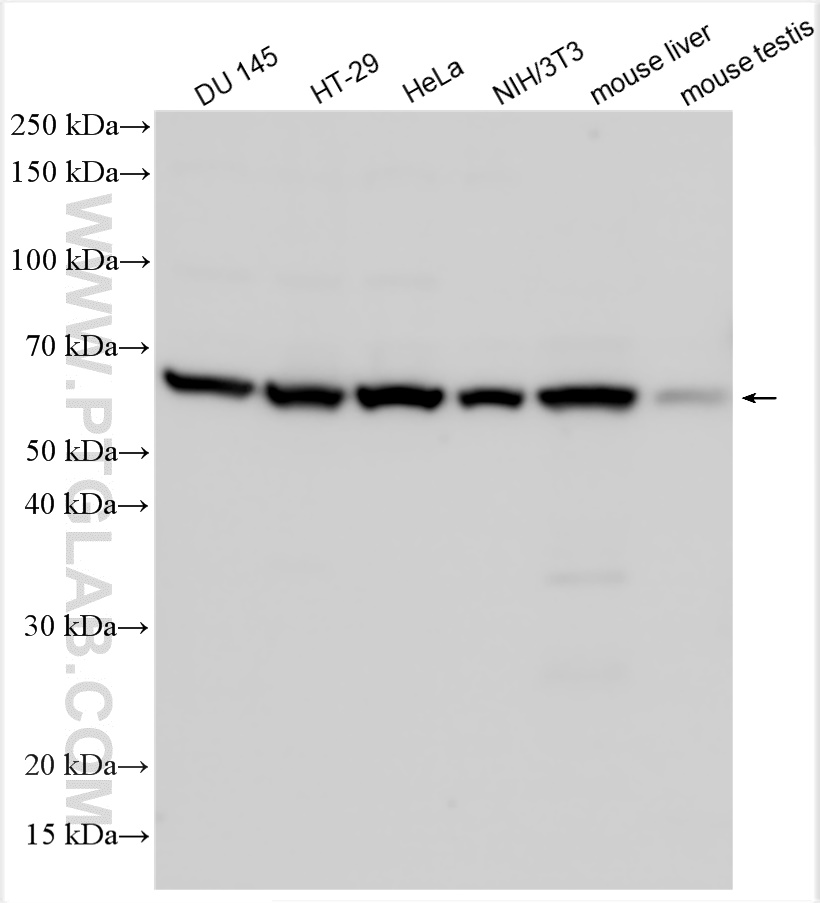 WB analysis using 30498-1-AP