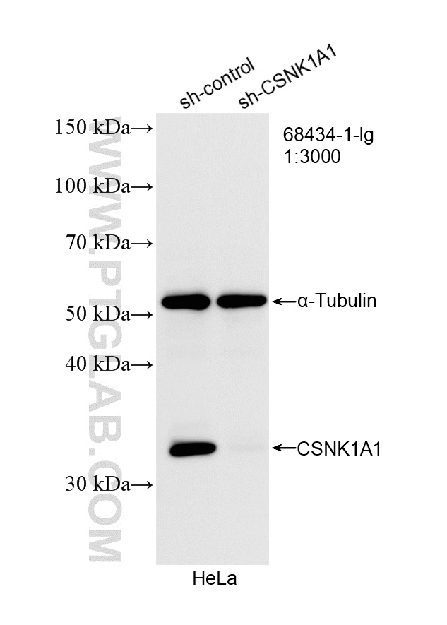 WB analysis of HeLa using 68434-1-Ig