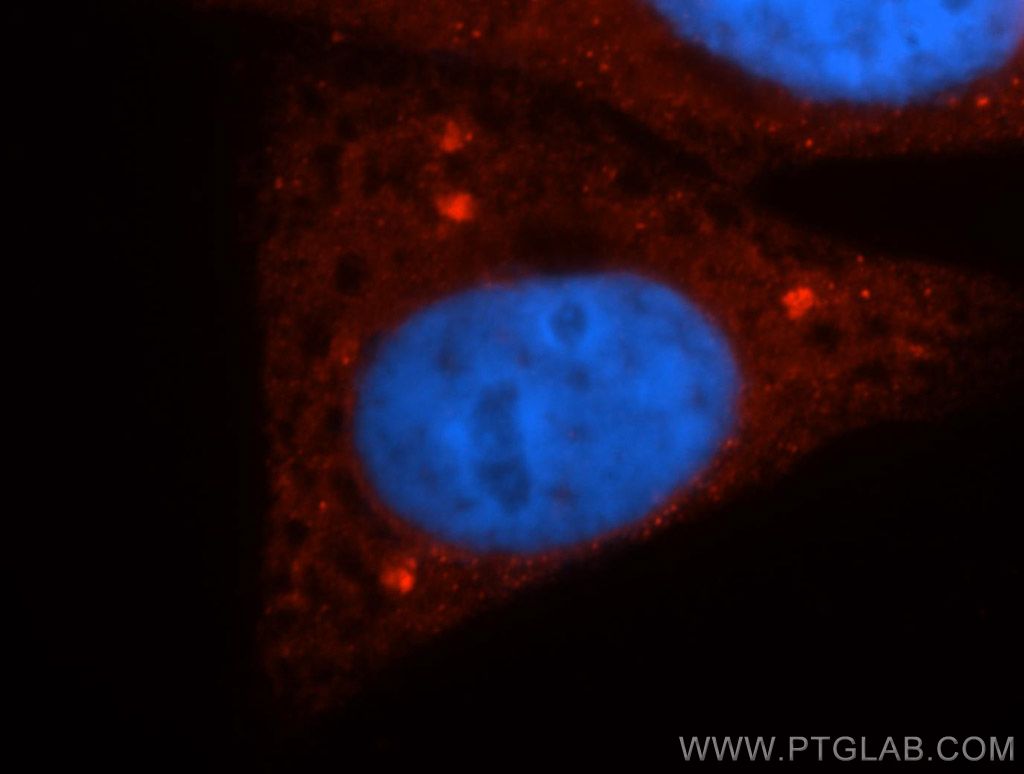 IF Staining of HepG2 using 14388-1-AP