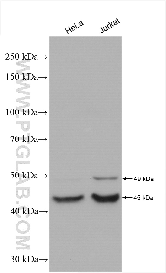 WB analysis using 16384-1-AP