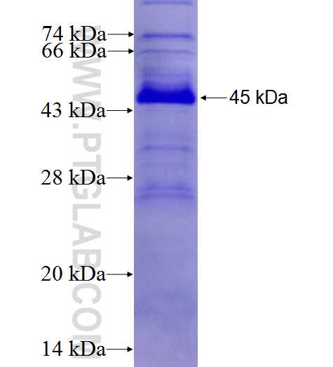 CSNK1G2 fusion protein Ag27074 SDS-PAGE