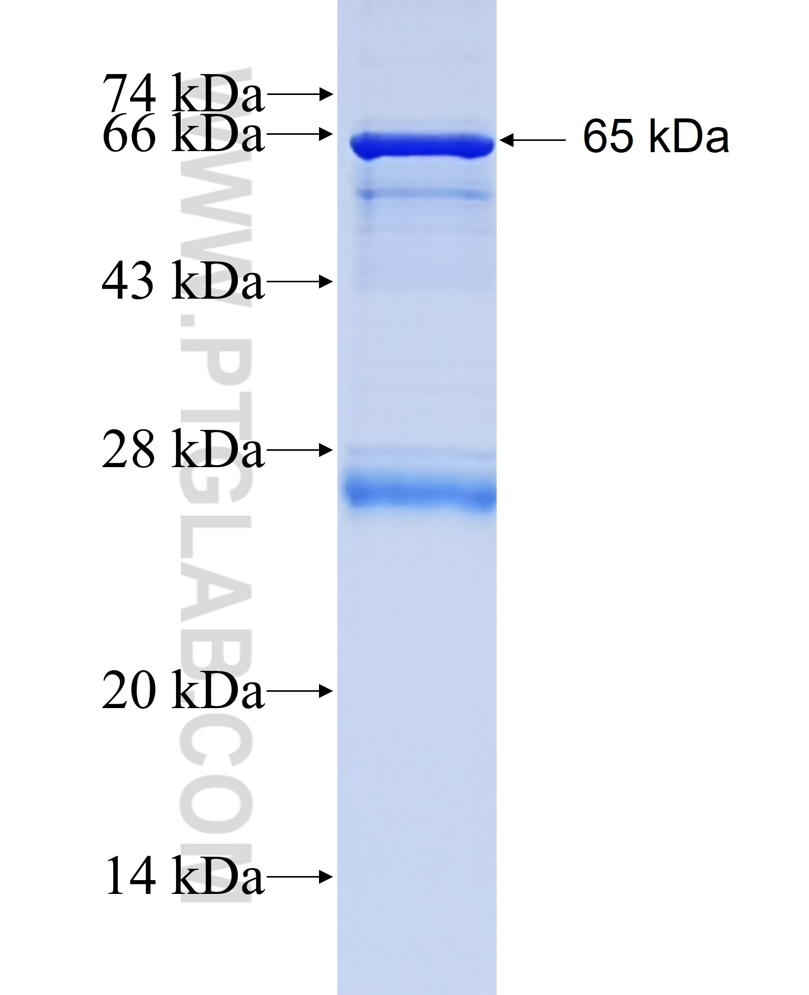 CSNK1G2 fusion protein Ag2900 SDS-PAGE