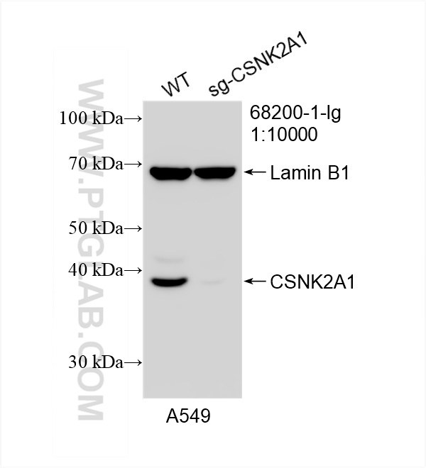 WB analysis of A549 using 68200-1-Ig