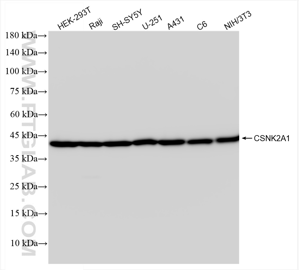 WB analysis using 83805-4-RR (same clone as 83805-4-PBS)