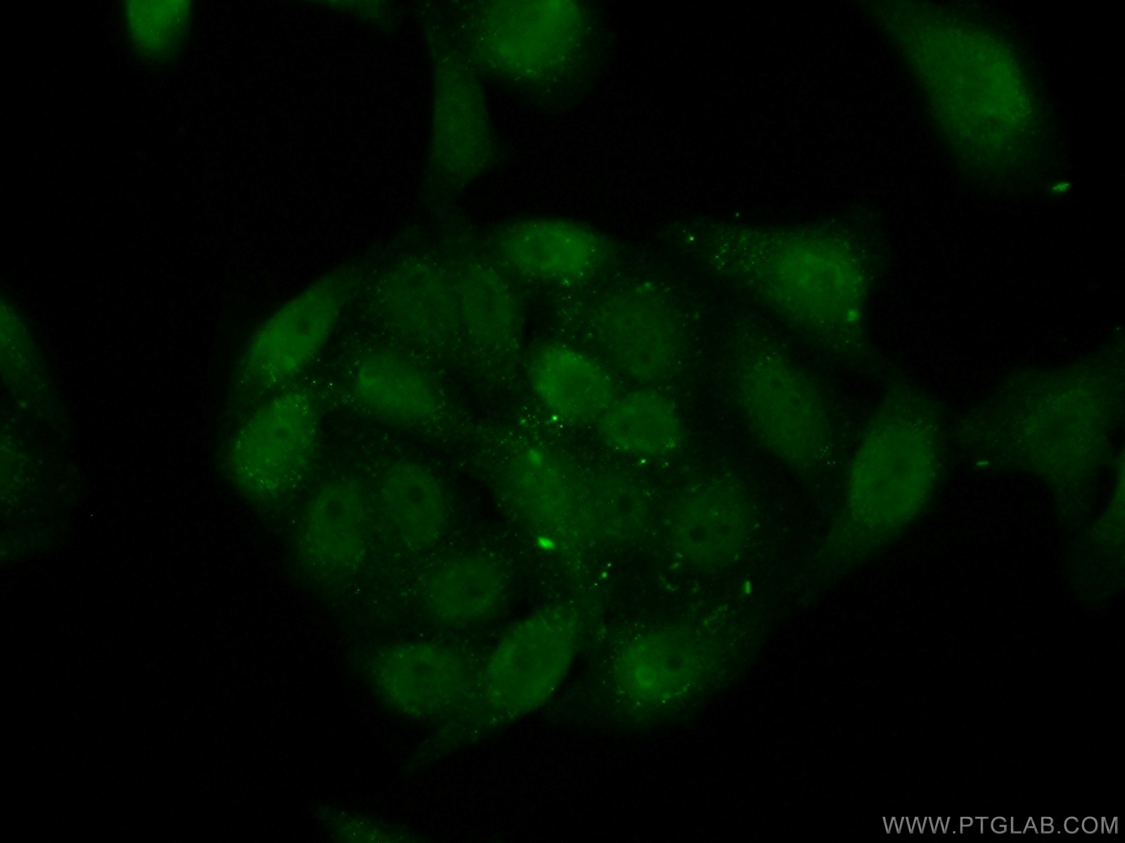 IF Staining of HepG2 using 10606-1-AP