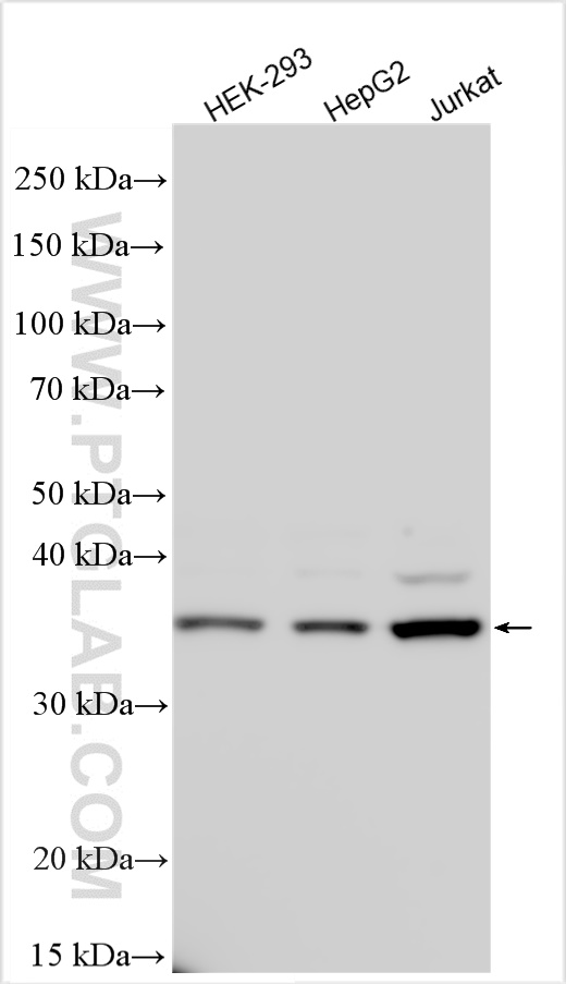 WB analysis using 10606-1-AP