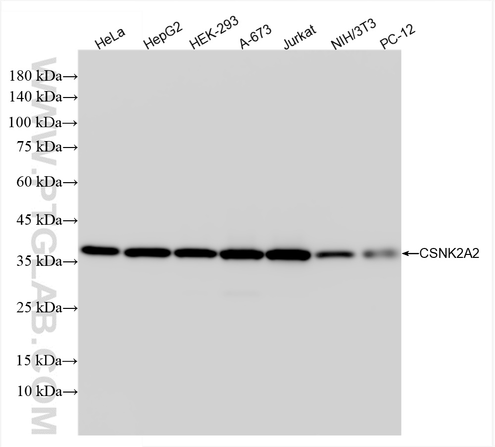 WB analysis using 86169-2-RR (same clone as 86169-2-PBS)