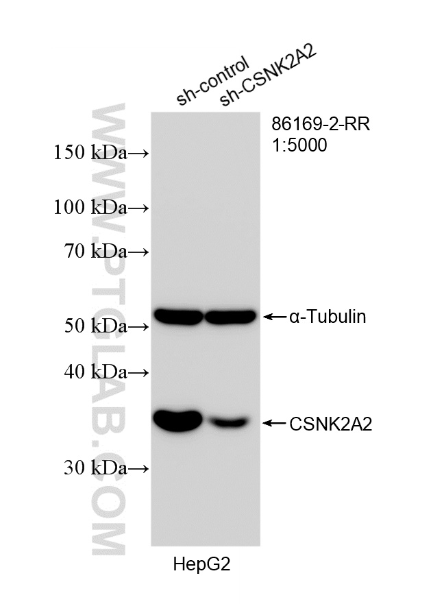 WB analysis of HepG2 using 86169-2-RR