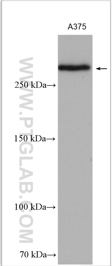 WB analysis of A375 using 55027-1-AP