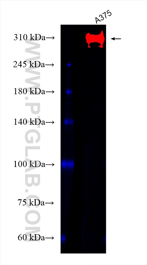 WB analysis of A375 using CL488-55027