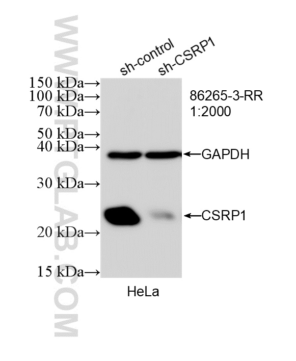 WB analysis of HeLa using 86265-3-RR