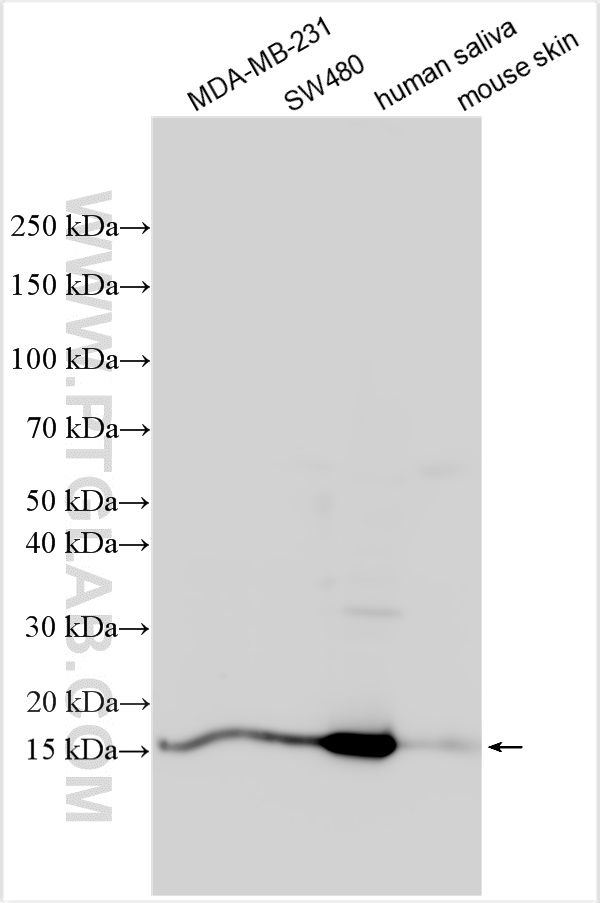 WB analysis using 16025-1-AP