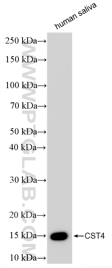 WB analysis of human saliva using 86955-1-RR (same clone as 86955-1-PBS)
