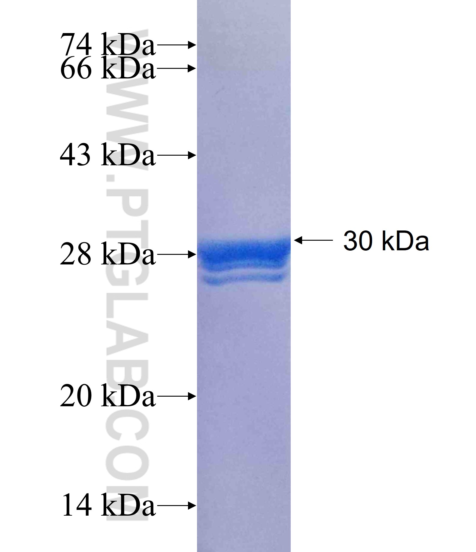 CST4 fusion protein Ag25619 SDS-PAGE