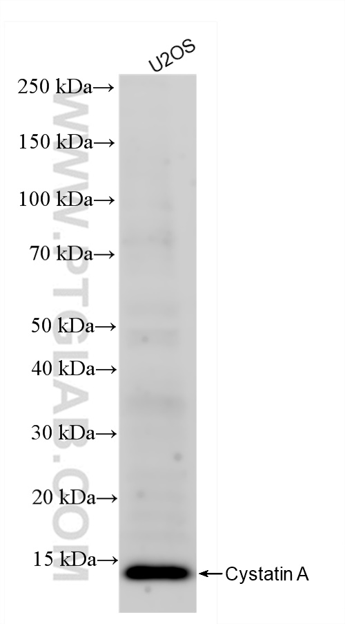 WB analysis of U2OS using 84953-4-RR