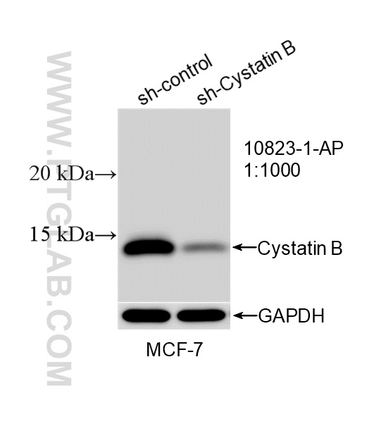 WB analysis of MCF-7 using 10823-1-AP WB analysis of MCF-7 using 10823-1-AP