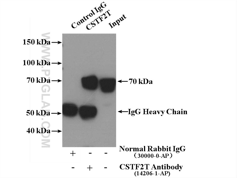 IP experiment of mouse brain using 14206-1-AP