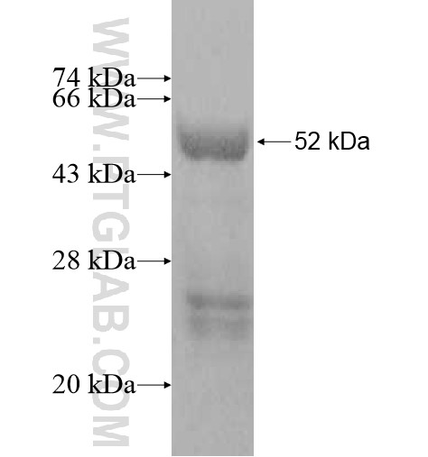 CT45A3 fusion protein Ag10888 SDS-PAGE